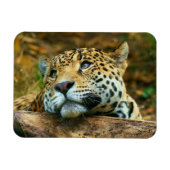 Leopard Magnet Magneet (Horizontaal)