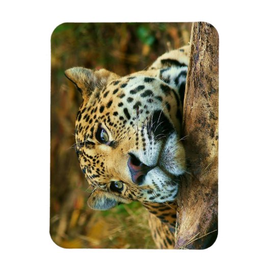Leopard Magnet Magneet (Verticaal)