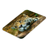 Leopard Magnet Magneet (Linkerzijde)