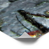 Leopard Moray Eel Poster (Hoek)