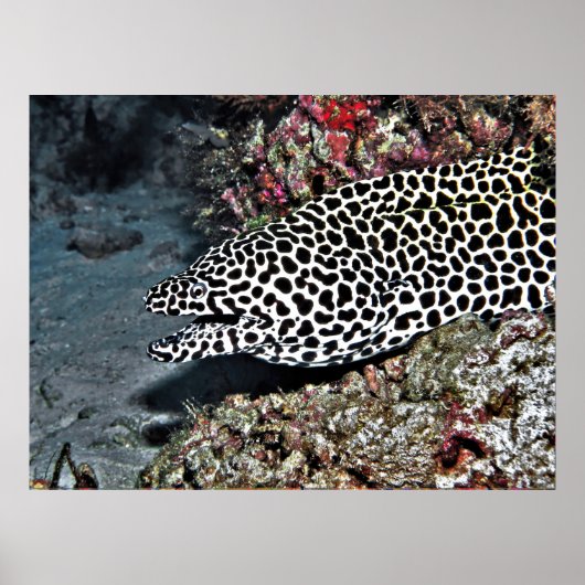 Leopard Moray Eel Poster (Voorkant)