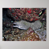 Leopard Moray Poster (Voorkant)