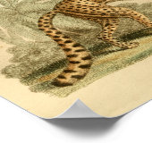 Leopard Natural History Big Cat Print (Hoek)