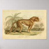  Leopard Natural History Big Cat Print (Voorkant)
