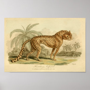  Leopard Natural History Big Cat Print