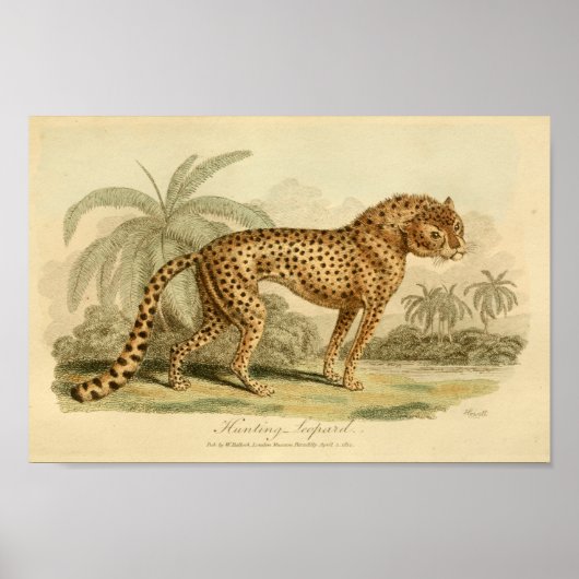 Leopard Natural History Big Cat Print (Voorkant)