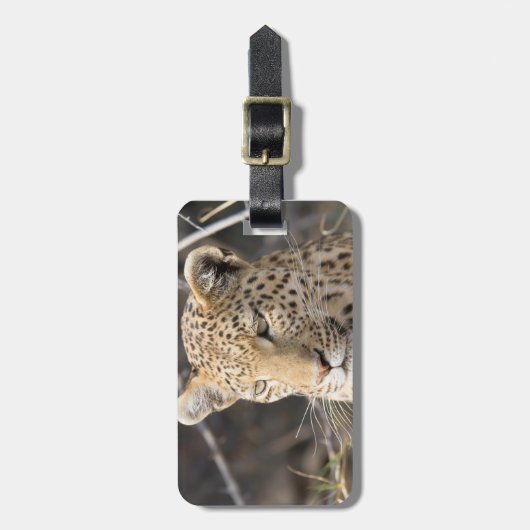 Leopard-natuurfotografie Afrika Safari-dier Bagagelabel (Voorkant verticaal)