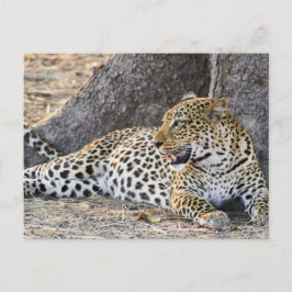 Leopard neerleggen op een grond briefkaart