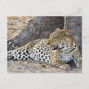 Leopard neerleggen op een grond briefkaart