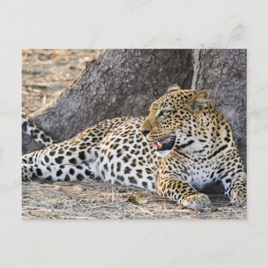 Leopard neerleggen op een grond briefkaart (Voorkant)
