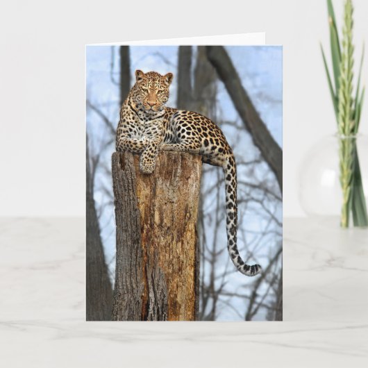 Leopard on Watch Wenskaart Kaart (Voorkant)