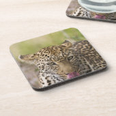 Leopard Onderzetter (Linkerzijde)