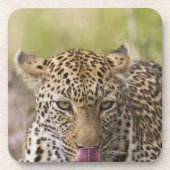 Leopard Onderzetter (Voorkant)