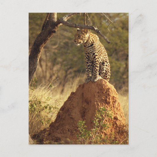 Leopard op termietheuvel in Namibië Briefkaart (Voorkant)