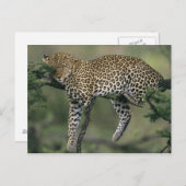 Leopard (Panthera pardus), Kenia, Masai Mara Briefkaart (Voorkant / Achterkant)