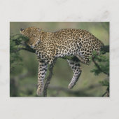 Leopard (Panthera pardus), Kenia, Masai Mara Briefkaart (Voorkant)