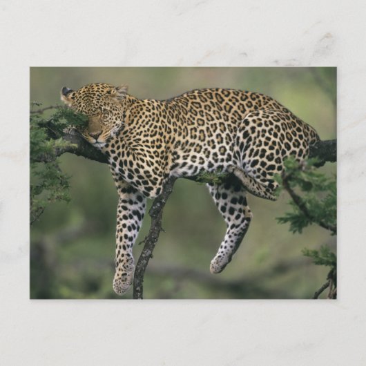 Leopard (Panthera pardus), Kenia, Masai Mara Briefkaart (Voorkant)