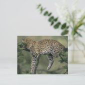 Leopard (Panthera pardus), Kenia, Masai Mara Briefkaart (Staand voorkant)