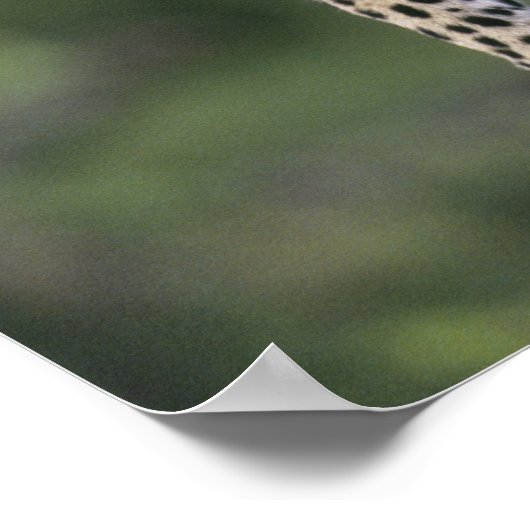 Leopard (Panthera pardus), Kenia, Masai Mara Poster (Hoek)