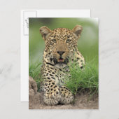 Leopard, Panthera pardus, Sabi Sabi Game Briefkaart (Voorkant / Achterkant)