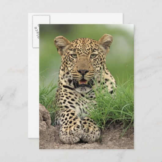 Leopard, Panthera pardus, Sabi Sabi Game Briefkaart (Voorkant / Achterkant)