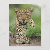 Leopard, Panthera pardus, Sabi Sabi Game Briefkaart (Voorkant)