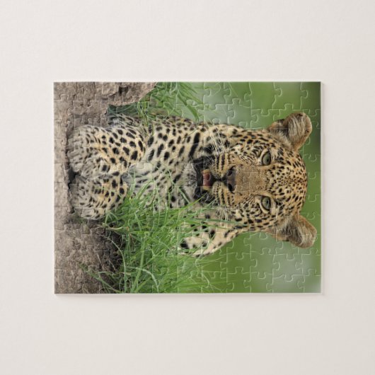 Leopard, Panthera pardus, Sabi Sabi Game Legpuzzel (Horizontaal)