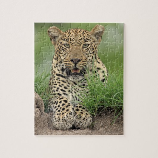 Leopard, Panthera pardus, Sabi Sabi Game Legpuzzel (Verticaal)