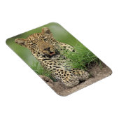 Leopard, Panthera pardus, Sabi Sabi Game Magneet (Rechterzijde)