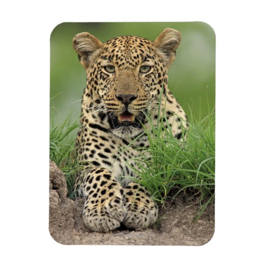 Leopard, Panthera pardus, Sabi Sabi Game Magneet (Verticaal)