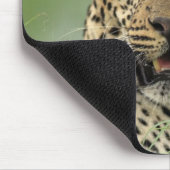 Leopard, Panthera pardus, Sabi Sabi Game Muismat (Hoek)