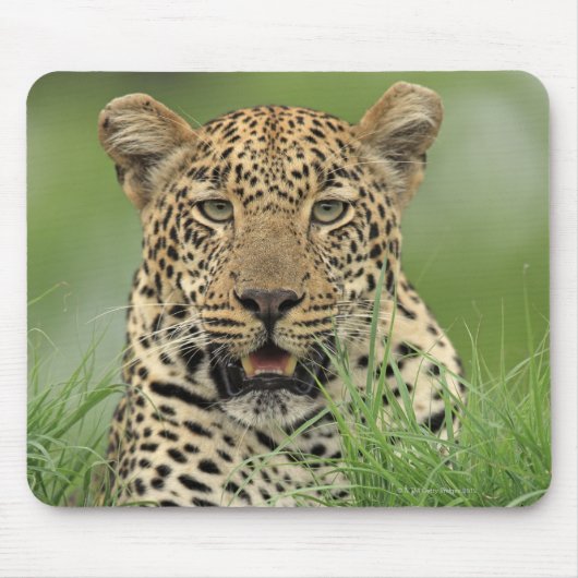 Leopard, Panthera pardus, Sabi Sabi Game Muismat (Voorkant)