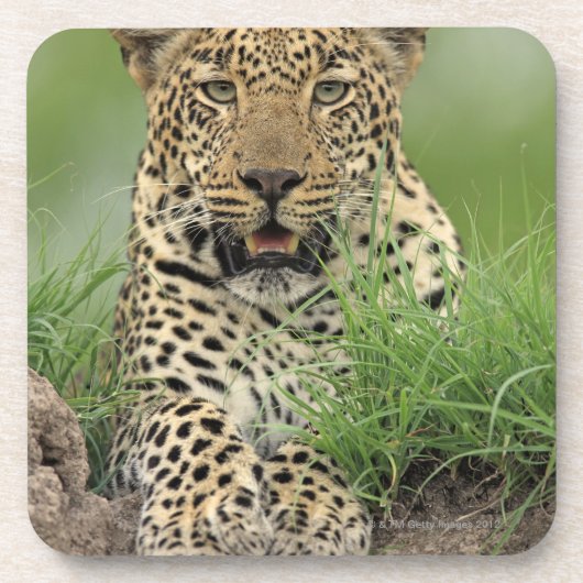 Leopard, Panthera pardus, Sabi Sabi Game Onderzetter (Voorkant)