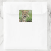 Leopard, Panthera pardus, Sabi Sabi Game Vierkante Sticker (Tas)