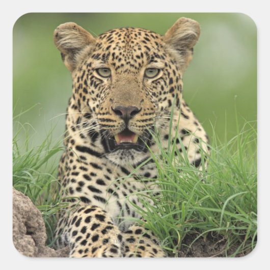 Leopard, Panthera pardus, Sabi Sabi Game Vierkante Sticker (Voorkant)
