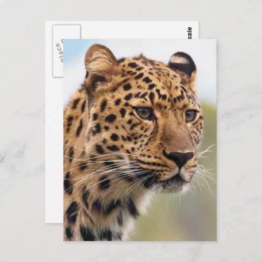 Leopard Photo Briefkaart (Voorkant / Achterkant)