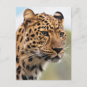 Leopard Photo Briefkaart