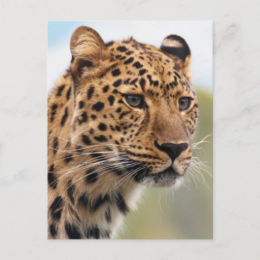 Leopard Photo Briefkaart (Voorkant)