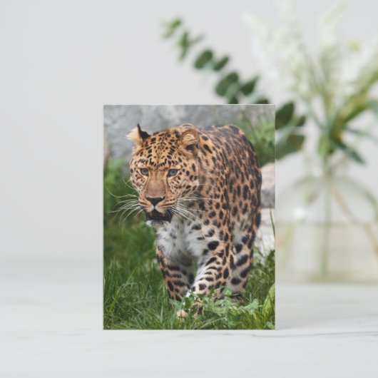 Leopard Photo Briefkaart (Staand voorkant)