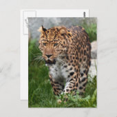 Leopard Photo Briefkaart (Voorkant / Achterkant)