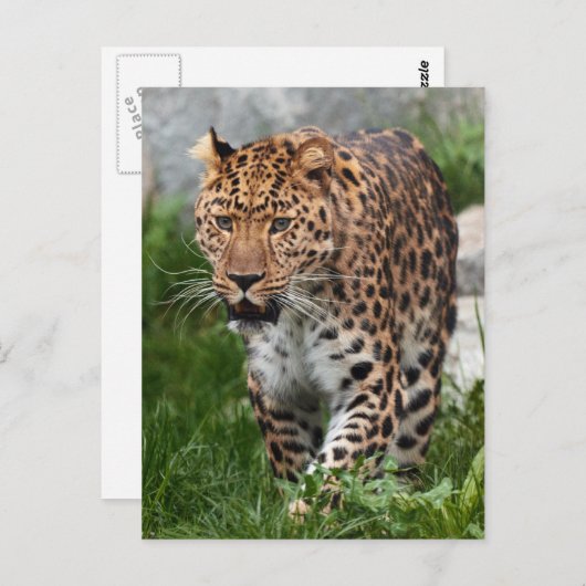 Leopard Photo Briefkaart (Voorkant / Achterkant)