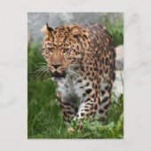 Leopard Photo Briefkaart (Voorkant)