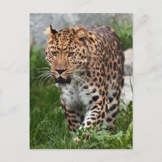 Leopard Photo Briefkaart (Voorkant)