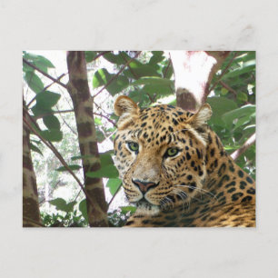 Leopard Photo Briefkaart