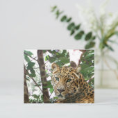 Leopard Photo Briefkaart (Staand voorkant)