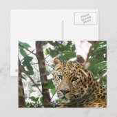 Leopard Photo Briefkaart (Voorkant / Achterkant)