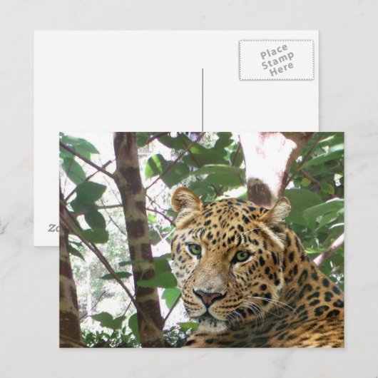 Leopard Photo Briefkaart (Voorkant / Achterkant)