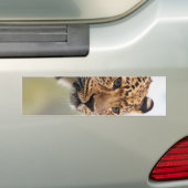 Leopard Photo Bumpersticker (Op auto)