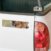 Leopard Photo Bumpersticker (Op Truck)