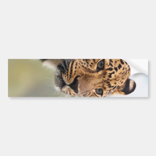 Leopard Photo Bumpersticker (Voorkant)